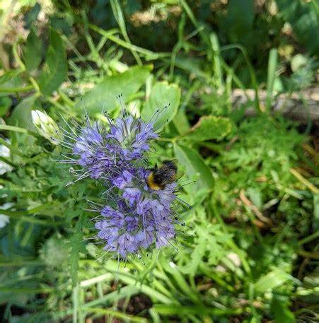 Help Fund a Bee Sanctuary